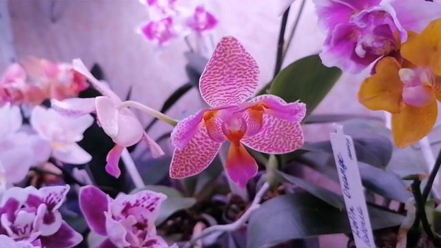 ЦВЕТЕНИЕ моих орхидеек🌸. Январь 2023г. 😁Одна из полочек. смотреть онлайн