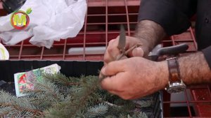Черенкование хвойных (ель колючая, туя западная, тисс ягодный, лиственница европейская).