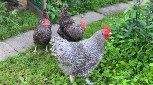 Скрещиваю две породы кур Малин и Плимутрок полосатый, вывод цыплят