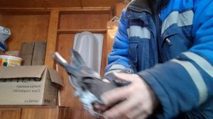 Николаевские голуби Липецкая область