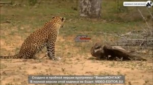 ОХОТА и БОИ животных - лучшие сумасшедшие моменты