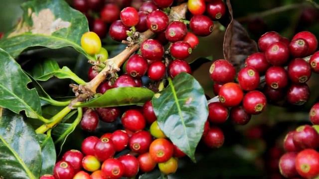 Youngevity Plantation Matagalpa, Nicaragua (russian version) смотреть онлайн