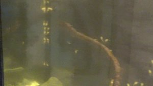 Будни аквариумиста | очень неожиданный корм для анциструсов