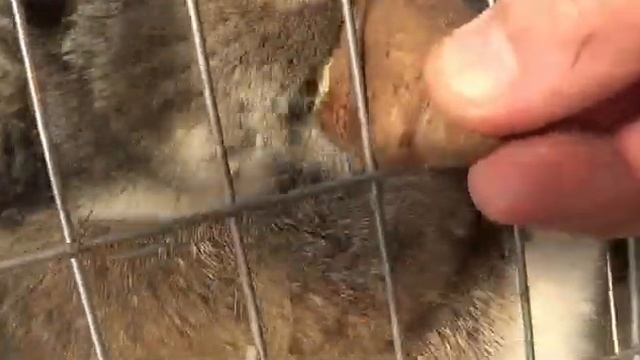 Кролики очень любят варенную картошку смотреть онлайн