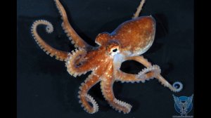 10 ФАКТОВ О ЖИВОТНЫХ! Факты которые ты не знал!