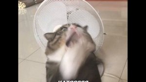 💥 Эффект Манделы примеры эффект дежавю, феномены 💥 часть 2💥