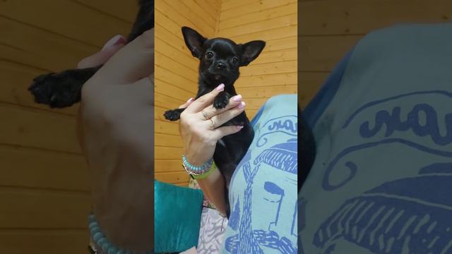 +79787458062 Багира Продажа чихуахуа питомник Кастропуло Крым купить щенка #chihuahua