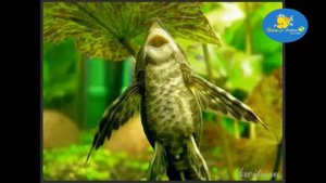 Стурисома Панамская размножение