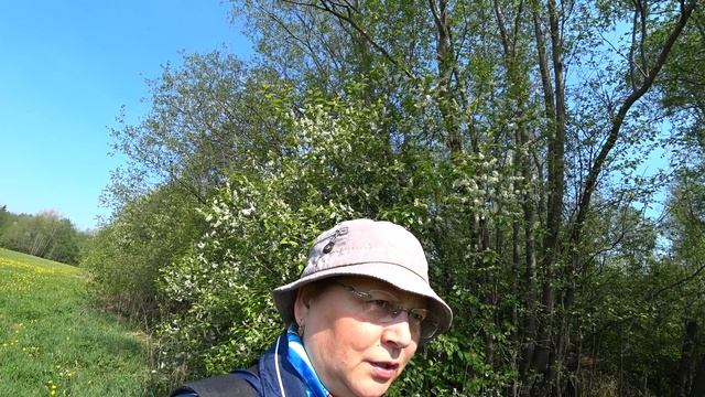 Майская прогулка по одуванчиковым полям. 18 мая 2023 1ч смотреть онлайн