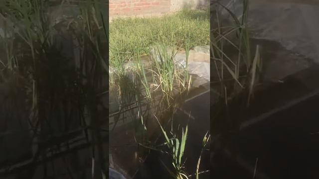 Как цветёт рис на соленом фоне