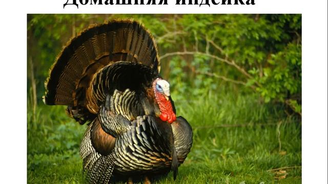 Мир природы. Тема урока: "Домашние птицы"