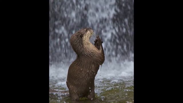 Животные молятся Богу. Шуточный ролик) смотреть онлайн