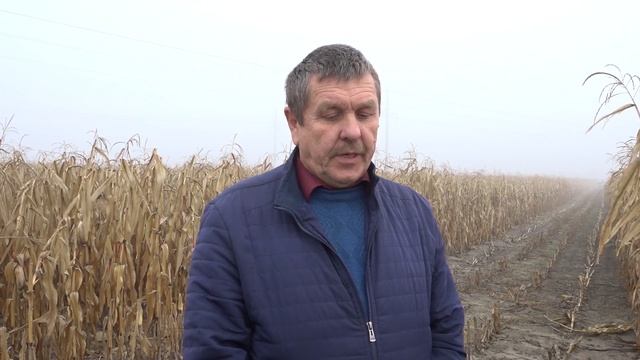 Кукуруза на семена смотреть онлайн