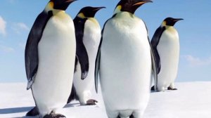 Кто такие Пингвины? Интересные и Малоизвестные факты о Пингвинах!AnyWild