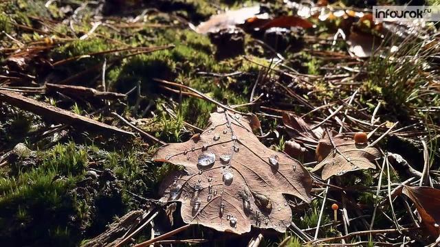 Лес | Дошкольники | Окружающий мир #6 | Инфоурок смотреть онлайн