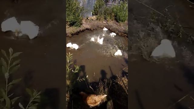 Как с гуся вода или как купаются гуси