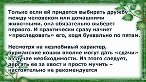 Бурма, Бурманская кошка, Уход и содержание, Породы кошек