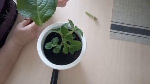 Обрезаю комнатную мяту или ПЛЕКТРАНТУС! Посмотрите что получилось! Обрезка плектрантуса