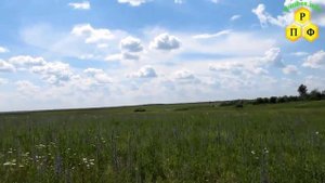 Цветение синяка на суглинке