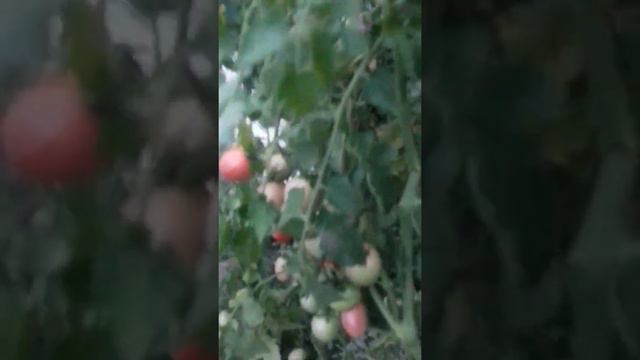 Томат Egg from Phuket.