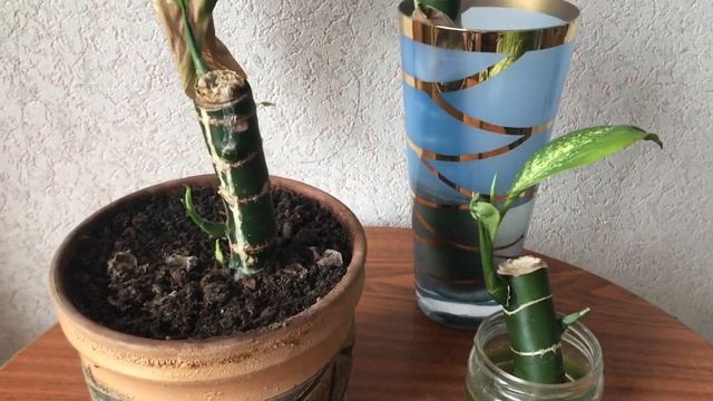 336. Диффенбахия через 2 месяца после обрезки и укоренения. смотреть онлайн
