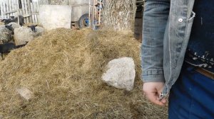 искусственное кормление ягненка романовской породы