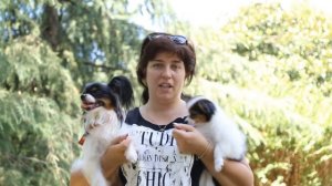 День породы папийон