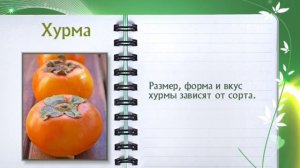 Хурма