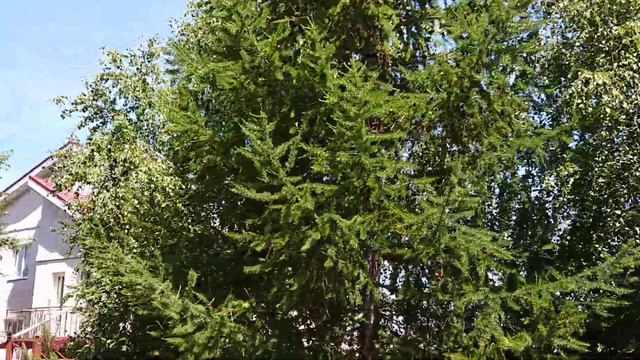 Магнитогорск, посёлок Приуральский, Молжив (22.06.2019) смотреть онлайн