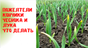 У чеснока пожелтели кончики листьев У лука тоже Как исправить эту ситуацию.mp4