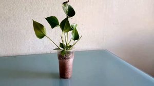 Антуриум. Посадка в серамис. Мои ошибки и надежда на будущее)))