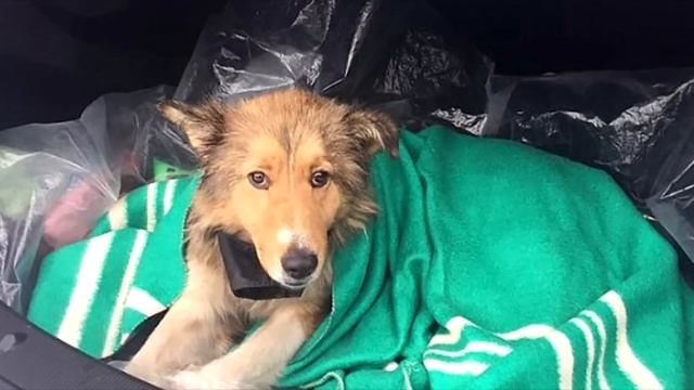 Когда он понял, что не может спасти её, он лег рядом. До слез! смотреть онлайн