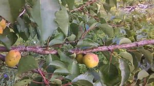 абрикосы в подмосковье