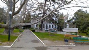 У дачи Н. Хрущева в Крыму. Такие огромные лиственницы!