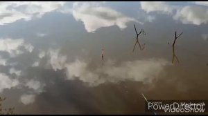 ЛОВИМ КАРАСЕЙ НА ТЕСТО С ВАНИЛИНОМ