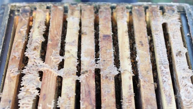 Невероятные пчелы Buckfast. Зимовка по стандарту. смотреть онлайн