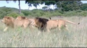 Красивый нашид про Львов .