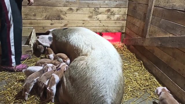 Что делать если свиноматка отказывается кормить поросят. смотреть онлайн