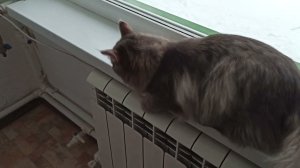Наш котел Бакси сломался, не запускается  День ремонта котлов