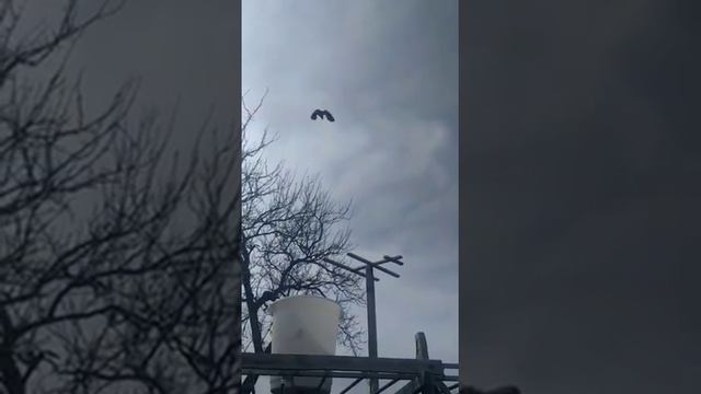 голубь чили смотреть онлайн