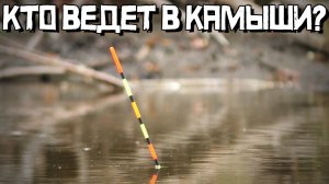 ОН ВЕДЁТ в КАМЫШИ... Это карась? УДИВИТЕЛЬНАЯ рыбалка на поплавок!