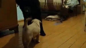 Мама ругается