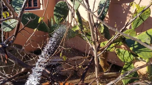 Como quitar la plaga del nopal. смотреть онлайн