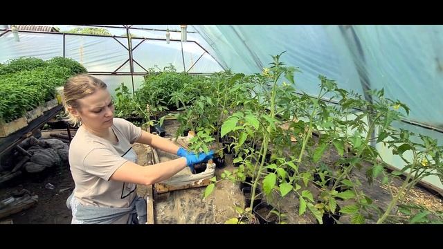 Лучшая система подвязки открытого грунта. Как победить сорняк?
