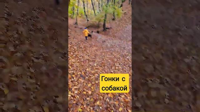 ГОНКИ с собакой на перегонки. Щенок победил американский стаффордширский терьер. Классная прогулка смотреть онлайн