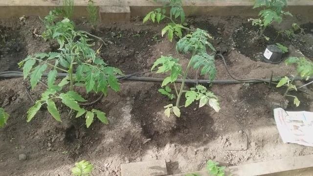 Все секреты богатого урожая помидор. Лучшие сорта крупных помидор. Показ теплицы.