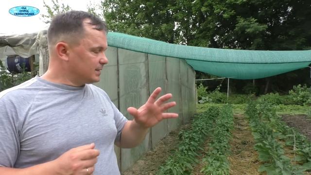 Эта подкормка сладкого перца намного увеличит урожай сладкого перца! смотреть онлайн