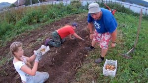 Уборка картофеля мотоблоком Салют 5дк. Часть вторая, сорт Каратоп