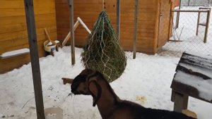 ?Идеальная кормушка для коз. Экономия сена.?