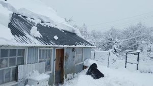 Снег с крыши упал на собаку!